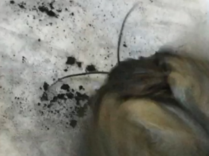 Picture1